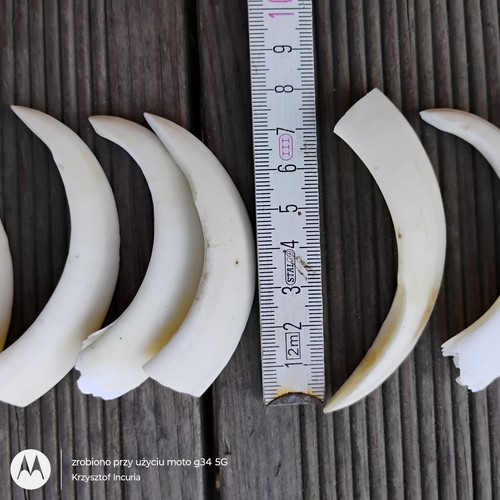 Bulk 6 Wild Boar Hog Fangs Teeth Tusk Talisman Amulet Shamanic Charm Jewellery - Picture 10 of 20