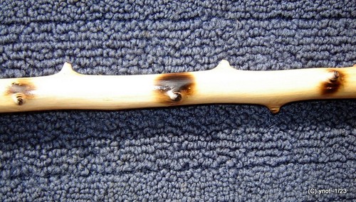 Deer Antler Burr Scorched wild apple-wood WALKING/HIKING STICK made USA [gift] - Picture 6 of 8