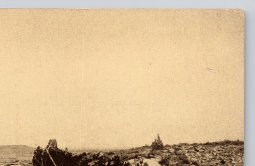 Vintage Postcard Petrified Bridge Tree Adamana Arizona - 第 9/14 張圖片
