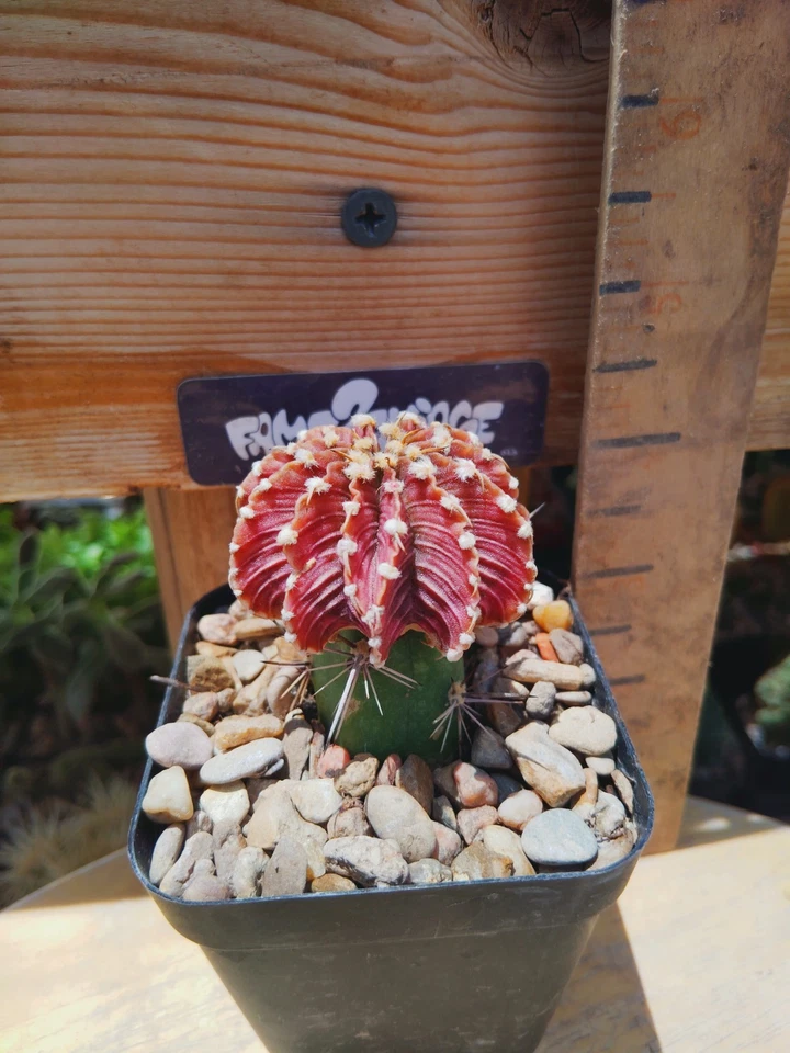 Gymnocalycium Friedrichii 'Agua Dulce' - Image 3 of 3