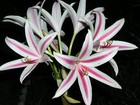 Crinum Lily, digweedii 'Old City', medium-size bulb - NEW, fantastic 