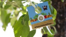 Natures Good Guys - 500 Encarsia formosa Eggs- Whitefly Control