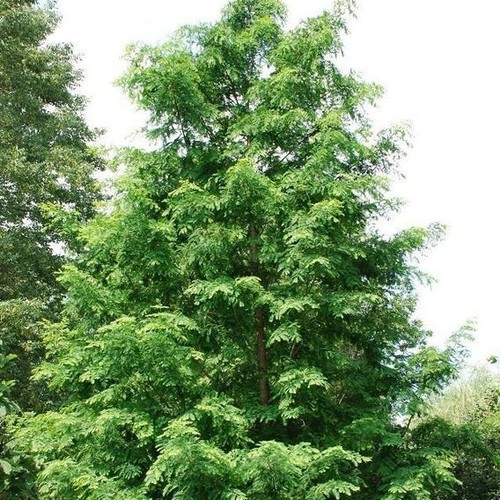 Dawn Redwood seedling (Metasequoia glyptostroboides) - Parkland - Bonsai - 30cm - Picture 2 of 20