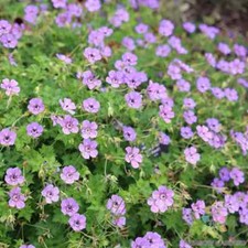 25 Havana Blues Noorthava Geranium Seeds for Garden - USA - FREE SHIPPING 