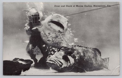 Marineland Florida, Diver & Shark at Marine Studios, Vintage Postcard