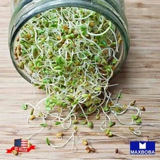 Broccoli Sprouting Seeds 7200 Organic Non-GMO Heirloom