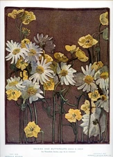 Vintage Floral Print, Daisies & Buttercups, Keramic Studio 1916 botanical 13x10