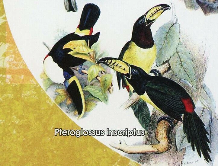 Estampilla de pájaro John Gould Emberiza Elegans Aquila Chrysaetos águila Argusianus Argus Foto 3 de 4