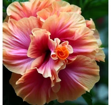 20 Pink Orange Hibiscus Seeds Flowers Flower Seed Perennial Bloom US SELLER