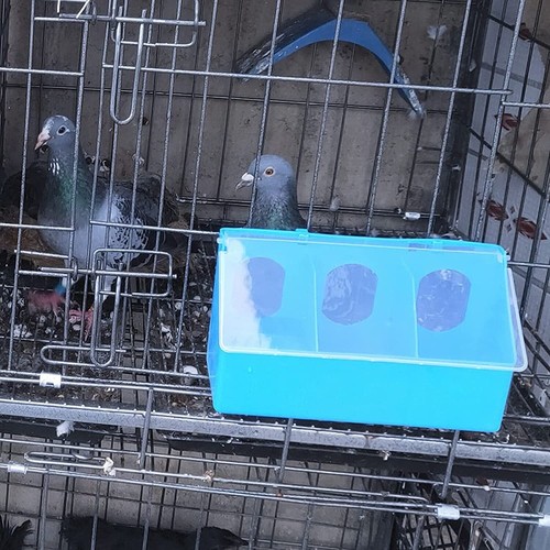 3 HOLE PLASTIC QUAIL PIGEON DOVE BIRD OUTSIDE OF CAGE FEEDER - 第 3/3 張圖片