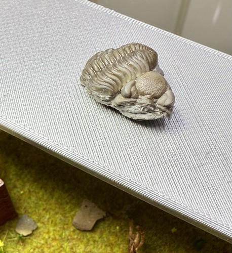 Phacops Trilobite ~Silica Formation~ Ohio ~ Devonian Period - Picture 2 of 8