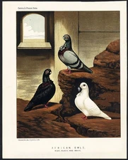 CASSELL Pigeon Book Print 1870's AFRICAN OWL by LUDLOW Bird Chromolithograph