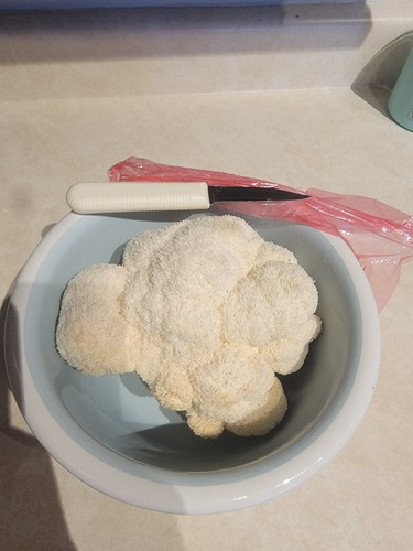 Variety Mushroom Liquid Culture Syringe 10mL+ Lions Mane, Oysters, Beech, Button - Picture 16 of 52