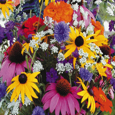 Wildflower Mix: Annual cutflower mixture. Fresh Seed