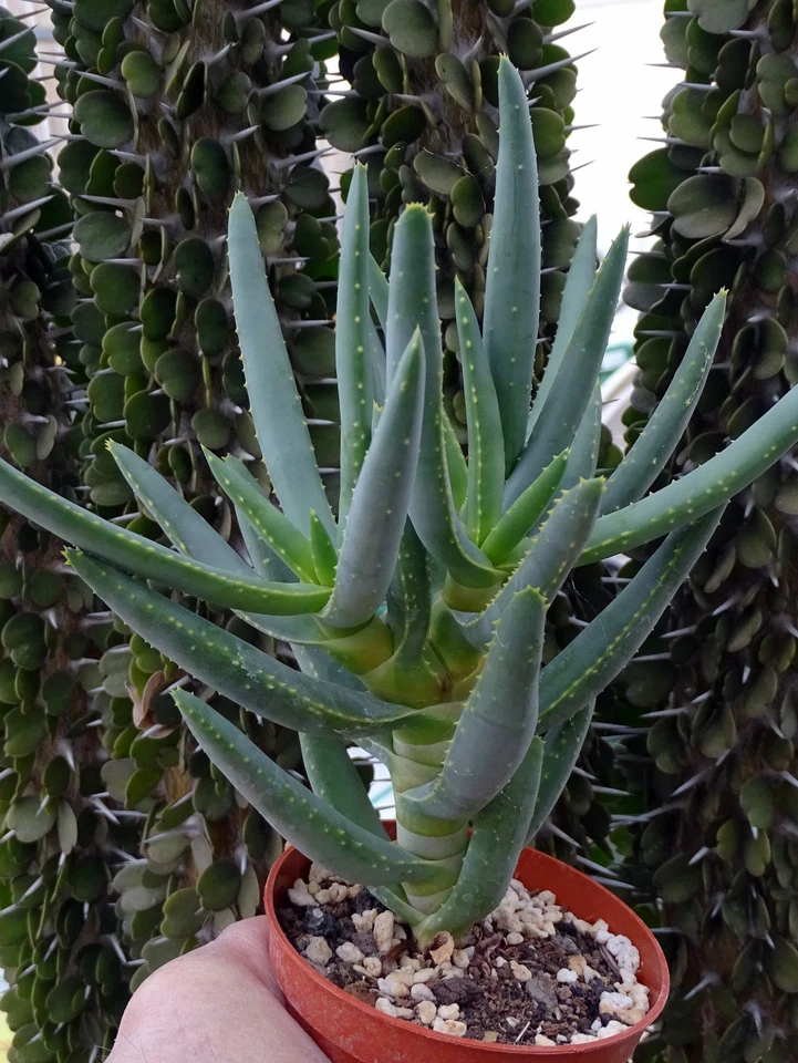 ALOE RAMOSISSIMA cactus kakteen cacti caudex plante grasse succulenten 5 - Photo 2/4