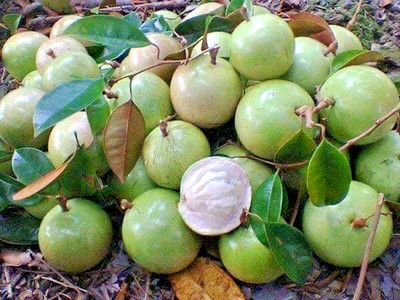 40+ Green Star Apple Seedss (Chrysophyllum cainito) For Planting