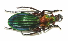 COLEOPTERA, CARABIDAE, CARABUS AURONITENS from GERMANY
