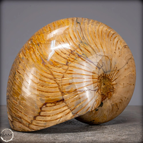 Natürlicher Bunter & Schillernder Nautilus Fossil – 4032,15g