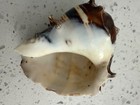 King CrownConch Seashell Brow striped Melongena — photo 5