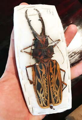 Macrodontia cervicornis CRAZY HUGE Beetle Peru MALE +142mm