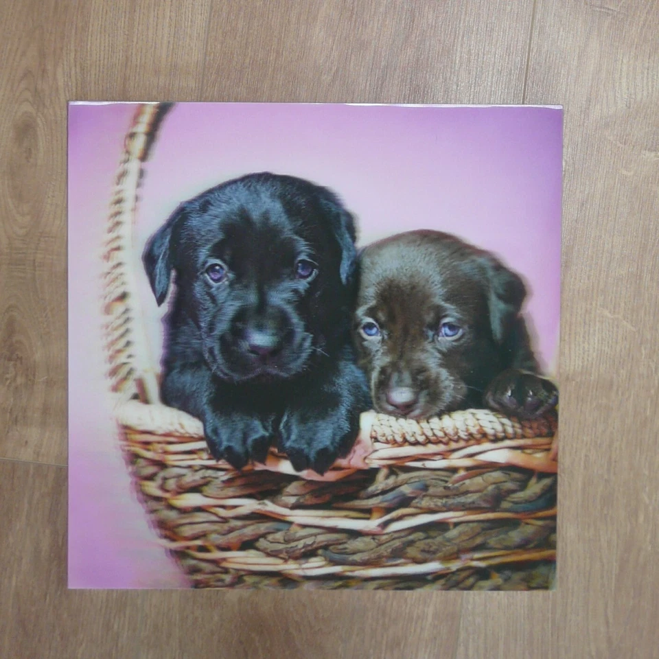Toile sur cadre chiots - Photo 1/1