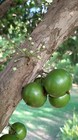Plinia Trunciflora - "Gigante" - HUGE FRUITS — photo 5