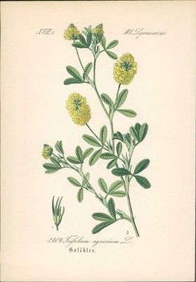 Chromolithographie : Goldklee. Gold-Klee. Trifolium agrarium L. Leguminosae. Syn