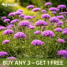 Verbena Bonariensis Seeds 1400 | High Germination | Best flower for borders