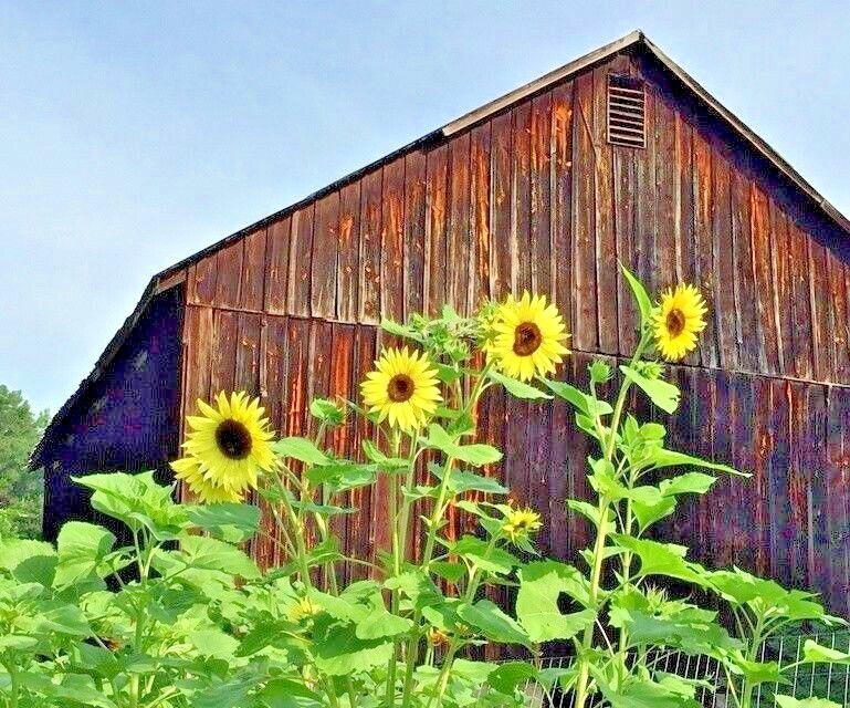 50+LEMON QUEEN SUNFLOWER Seeds Native Wildflower Branching Summer