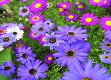 50 X NATIVE SWAN RIVER SEEDS MIX-WILDFLOWERS-GROUNDCOVER COTTAGE GARDEN PLANTS