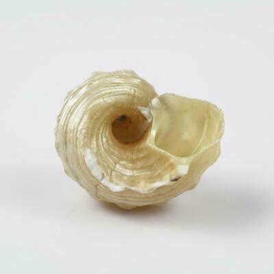 Large Frog Snail Shells Conch Natural Seashell Beach Ocean Home T8X9 Q0B1 V4H3