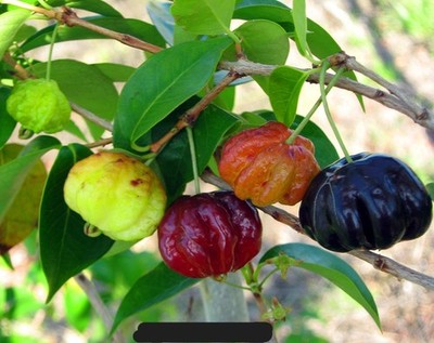 Pitanga Fruit Tree  Eugenia uniflora , Large  Black Surinam Cherry, 5 cuttings