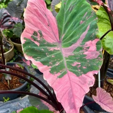 Colocasia Live Bulb Lily Pink New Hybrid Free Phytosanitary Certificate