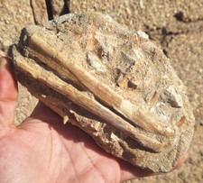 Authentic Halisaurus arambourgi Mosasaur Jaw Original Matrix Cretaceous Fossil