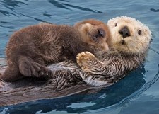 Diamond Art Painting Wildlife Animal Wall Decor 7.87 x 11.89 inches, Clear