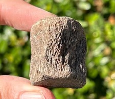 Texas Fossil Mosasaur Vertebrae Ozan Formation Marine Reptile Dinosaur Bones