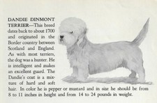 Dandie Dinmont Terrier - 1940 Vintage Dog Art Print - Matted