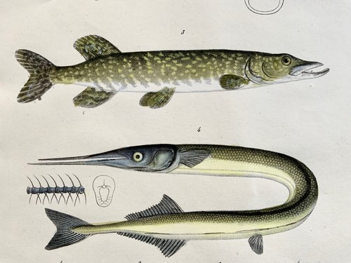 1833 H. Schinz (1777-1861) PIKE Garfish Bagre - Hand colour stone lithograph - Picture 4 of 4