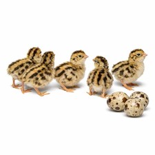 Coturnix Quail Fertile Hatching Eggs - 12ct  Extras