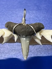 SHARK TOOTH PENDANT Fossilized 7/8 Inch Lower LEMON Shark Tooth 