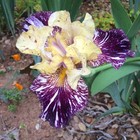 Tall Bearded Iris Rhizome "GNUS FLASH"  Brad Kasperek  1994  LAST ONE! — photo 1