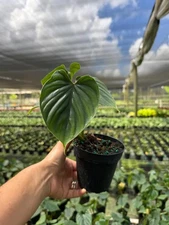 Philodendron Plowmanii | Rare Tropical Climbing Aroid Plant in 4" Pot