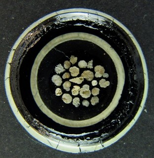 Antique microscope slide by R. Suter. Foraminifera from Largs Bay. Australia.