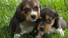 CUTE BEAGLE BUDDIES GLOSSY POSTER PICTURE PHOTO dogs puppy puppies decor aww 450