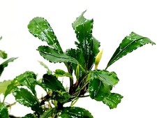 Assorted Bucephalandra Pack  A Mystery Bonus - Rare Aquarium Plants