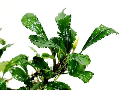 Assorted Bucephalandra Pack + A Mystery Bonus - Rare Aquarium Plants