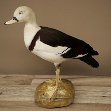 Oie de Radjah Oiseau d'Élevage Avec Anneau Spécimen Entier Libre De Commerce