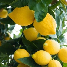 PIANTA DI LIMONE 4 STAGIONI in mastello 35 età 5/6 anni (foto reali)