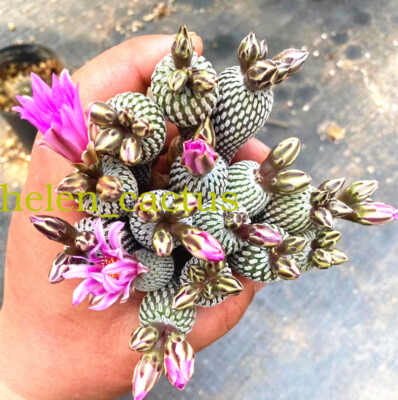 10pcs Turbinicarpus pseudopectinatus with fewroots cactus Succulent Home Bonsai