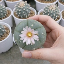 30 Button Cactus seeds. LW (V. SLP, Texana ) Loph